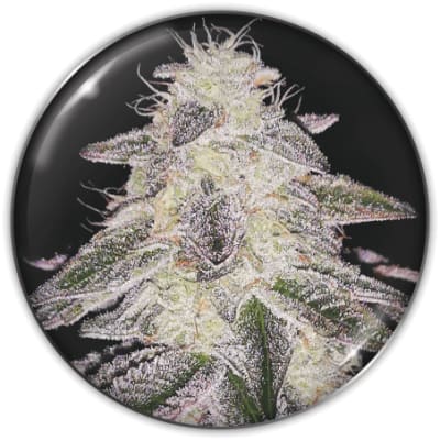 MEDICAL RUNTZ FEM X3+2 OREOZ - MEDICAL SEEDS