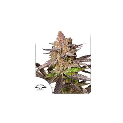 MELONADE RUNTZ FEM X3 - DUTCH PASSION1