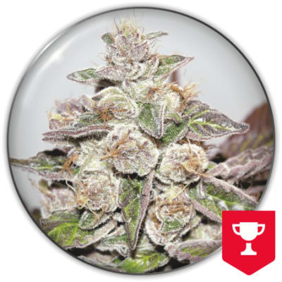 MENDOCINO PURPLE KUSH FEM X3+2 CARAMELO KUSH - MEDICAL SEEDS1