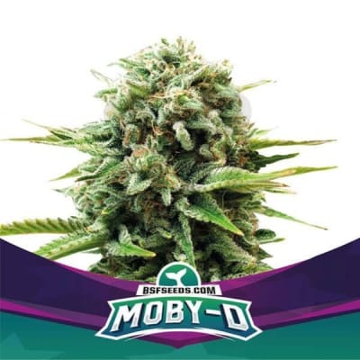 MOBY D FEM X4 - BSF SEEDS