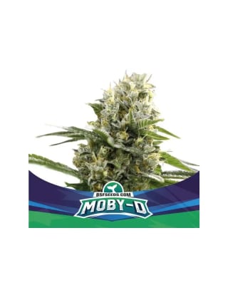 MOBY D XXL AUTO X7 - BSF SEEDS