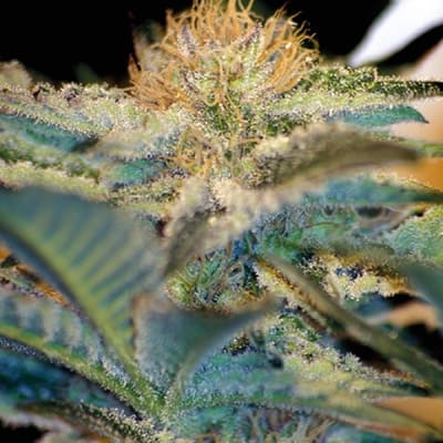 MOHAN RAM FEM - SWEET SEEDS