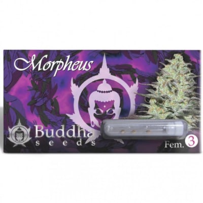 MORPHEUS FEM X3+1 - BUDDHA SEEDS