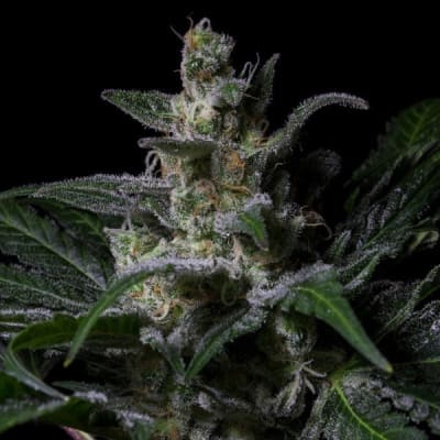 RKIEM SEEDS  MUSE