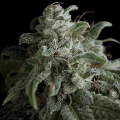 NEFERTITI AUTO X3+1 - PYRAMID SEEDS