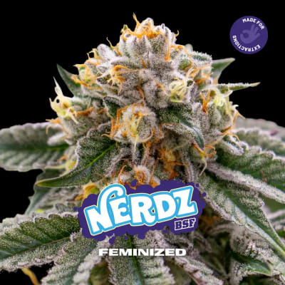 NERDZ DL FEM X4 - BSF SEEDS1