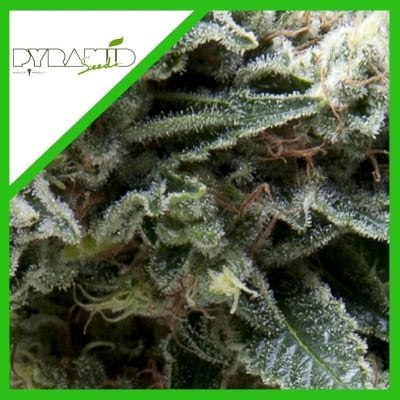 AUTO NEW YORK CITY X3+1 - PYRAMID SEEDS
