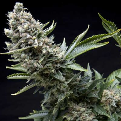 NEW YORK CITY X3+1 - PYRAMID SEEDS1