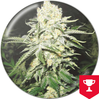 NO NAME FEM X3 - MEDICAL SEEDS