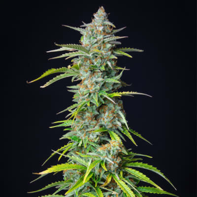 NORTHERN LIGHT AUTO - ROYAL QUEEN SEEDS