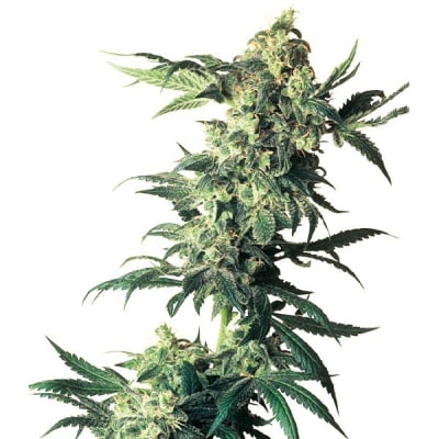 NORTHERN LIGHT AUTO - SEMILLA GRANEL
