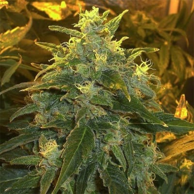 NORTHERN LIGHT - SEMILLA GRANEL - FEMINIZADA