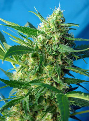 NEW YORK CITY DIESEL AUTO - SWEET SEEDS1