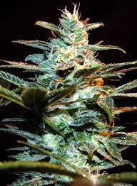 NEW YORK CITY DIESEL FEM - SWEET SEEDS1