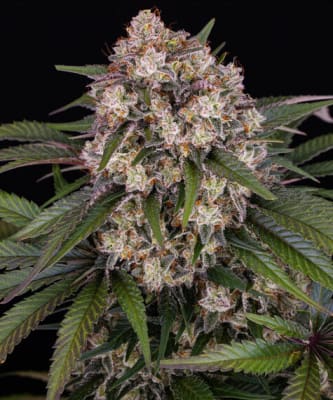 OG KUSH AUTO - SEMILLA GRANEL