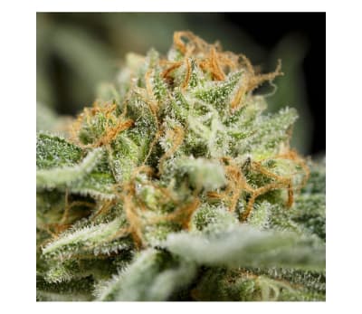 OG KUSH FAST - SEMILLA GRANEL