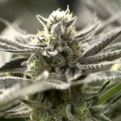 OGKZ AUTO X3 - HUMBOLDT SEEDS