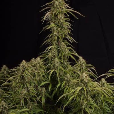 CANDY DAWG AUTO X3 - SEEDSTOCKERS