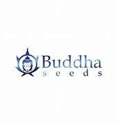 MAGNUM - BUDDHA SEEDS - 3 SEMILLAS - AUTOMATICAS1