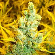 1024 FEM X3+2 - MEDICAL SEEDS