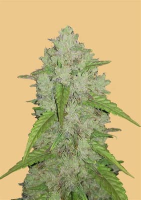 ORIGINAL AMNESIA HAZE AUTO X3 - FAST BUDS