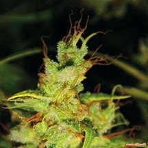 2046 FEM X3 - MEDICAL SEEDS1