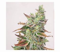 BANANA PURP FEM X3 - MEDICAL SEEDS