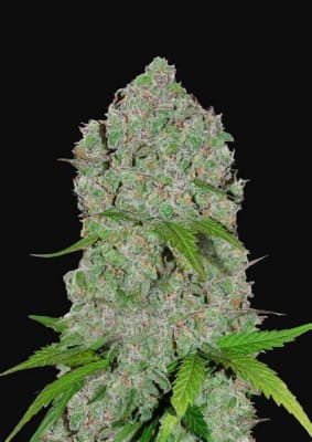 ORANGE SHERBET AUTO X3 - FASTBUDS