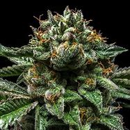 CHEM PIE FEM X3 - RIPPER SEEDS