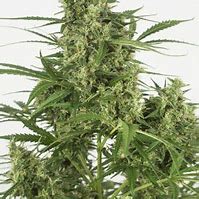 COP KILLER FEM X3 - STRAIN MACHINE