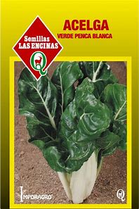 ACELGA VERDE PENCA BLANCA