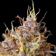 PURPLE QUEEN AUTO - ROYAL QUEEN SEEDS