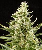 ROYAL CRITICAL AUTO - ROYAL QUEEN SEEDS