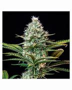 ROYAL RUNTZ AUTO - ROYAL QUEEN SEEDS