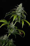 SHERBET QUEEN AUTO - ROYAL QUEEN SEEDS1