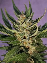 STRAWBERRY PIE AUTO X3 - FASTBUDS