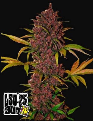 LSD 25 AUTO X5 - FAST BUDS