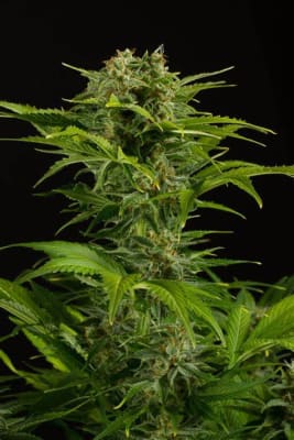 HAZE XXL AUTO - SEMILLA GRANEL