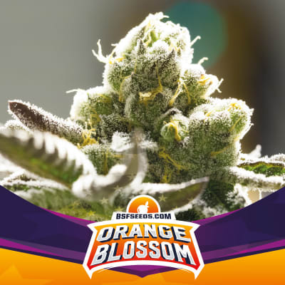 ORANGE BLOSSOM XXL AUTO X2 - BSF SEEDS1