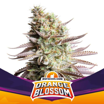 ORANGE BLOSSOM FEM X2 - BSF SEEDS