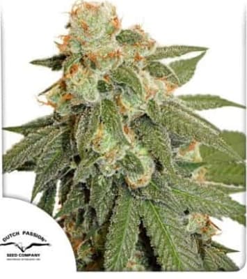 ORANGE BUD AUTO X3 - DUTCH PASSION