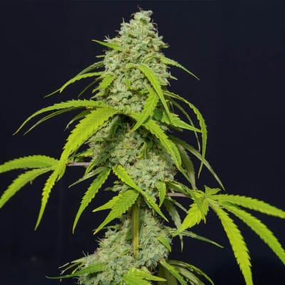 ORANGE KUSH AUTO X3 - EVA SEEDS1