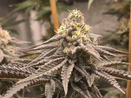 OREOZ FEM - SEMILLA GRANEL