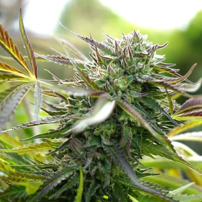 PINEAPPLE CHEM AUTO X3 - HUMBOLDT SEEDS