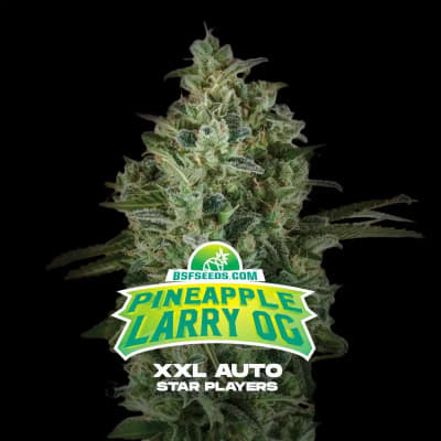 PINEAPPLE LARRY OG XXL AUTO X2 - BSF SEEDS1