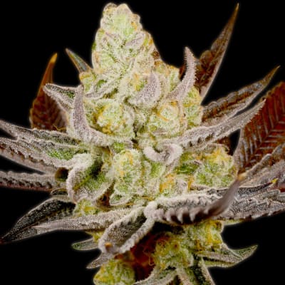 PURPLE PLATINUM OG KUSH FAST - SEMILLA GRANEL