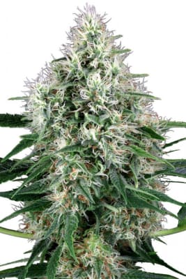 PLATINUM KUSH FAST - SEMILLA GRANEL