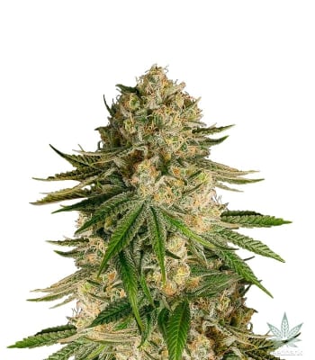 CRITICAL KUSH AUTO - SEMILLA GRANEL