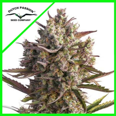 BLUEBERRY AUTO X3 - DUTCH PASSION