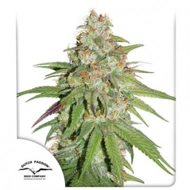 GLUEBERRY OG FEM X3 - DUTCH PASSION3